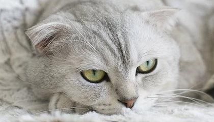 爱游戏电竞-体育新闻中心推动体育赛事数据加密与安全技术研发，体育数据新闻案例